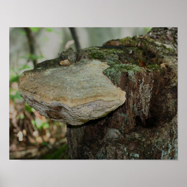 Mushroom på den döda Träd-stenens natur Poster (Framsidan)