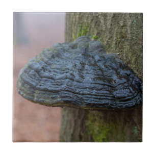 Mushroom på en träd-strunk i skogen kakelplatta