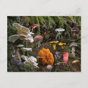 Mushroom Paradise Vykort