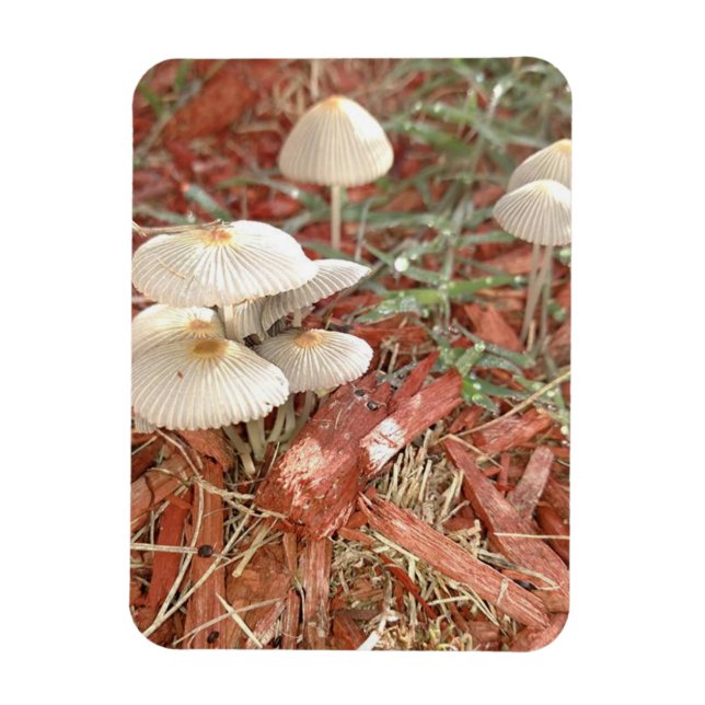 Mushroom Photo Magnet (Vertikal)