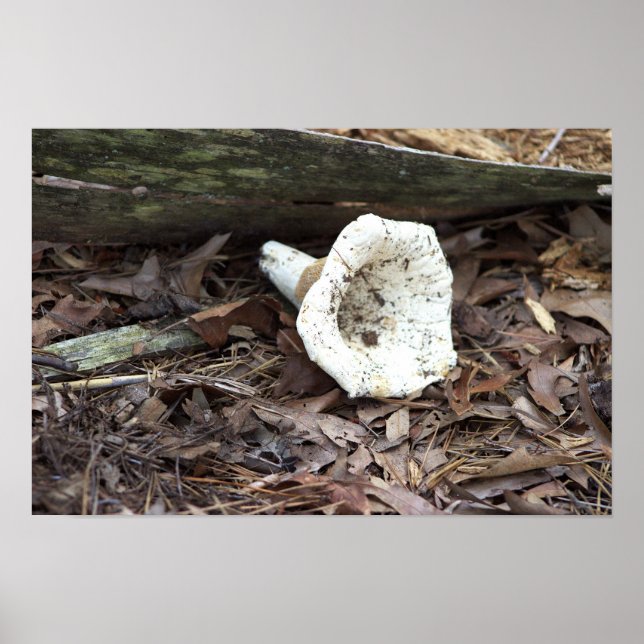Mushroom Photo Poster (Framsidan)
