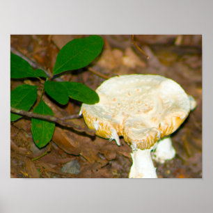 Mushroom Photo Poster
