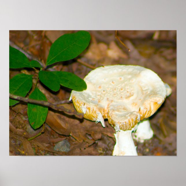 Mushroom Photo Poster (Framsidan)
