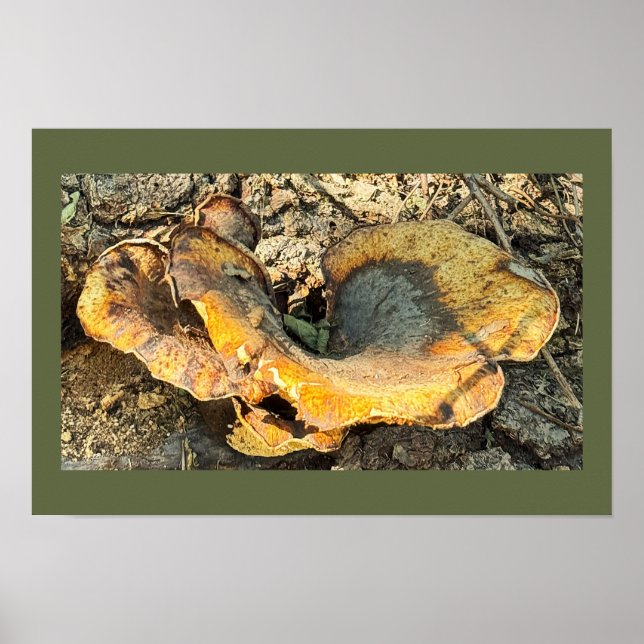 Mushroom Photo Poster (Framsidan)