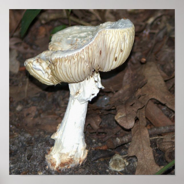 Mushroom Photo Poster (Framsidan)