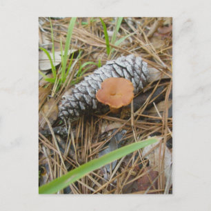 Mushroom & Pinecone OBX-vykort Vykort