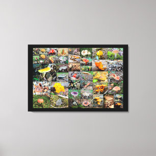 Mushroom Planet - Montgomery County PA Canvastryck