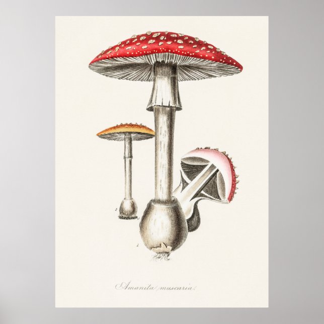 Mushroom Poster (Framsidan)