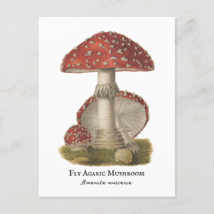 Mushroom Red Magic Vintage 1800s Vykort