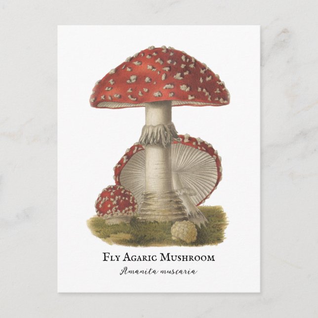 Mushroom Red Magic Vintage 1800s Vykort (Framsida)
