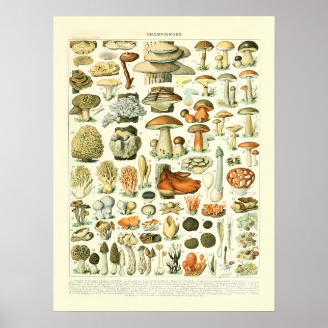 Mushroom Science Illustration - Adolphe Millot Poster (Framsidan)