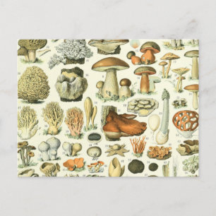 Mushroom Science Illustration - Vintage Bontanical Vykort