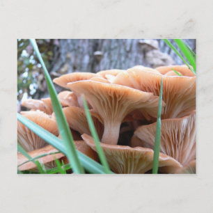 Mushroom-skogskort Vykort