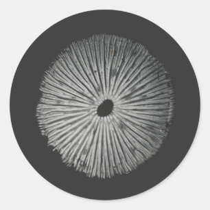 Mushroom spore runt klistermärke