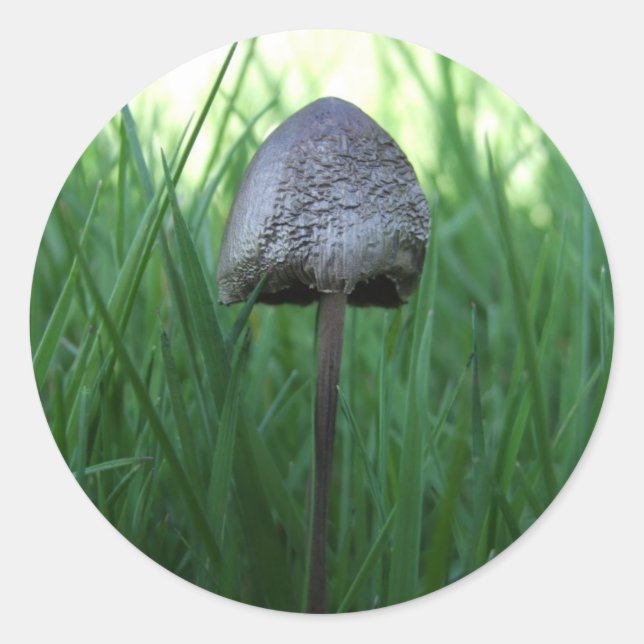 Mushroom Stickers Runt Klistermärke (Framsida)