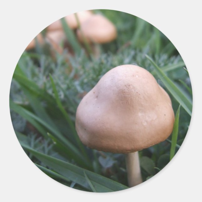 Mushroom Stickers Runt Klistermärke (Framsida)