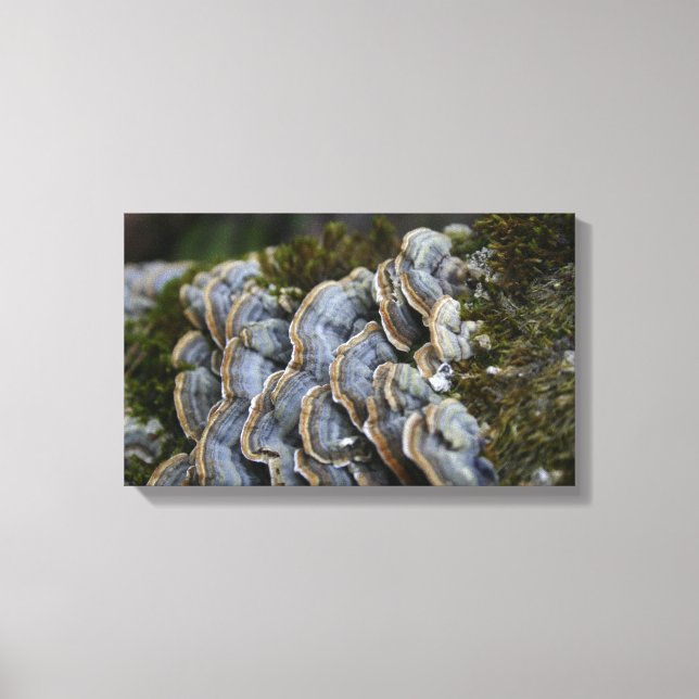 Mushroom Träd Photo Wrapped Canvas (Framsida)