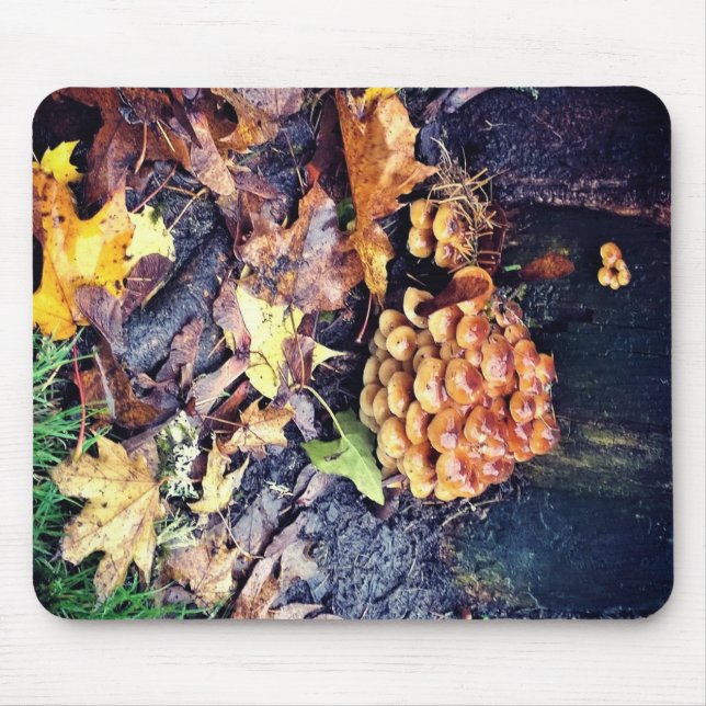 Mushroom Village Musmatta (Framsidan)