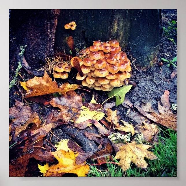 Mushroom Village Poster (Framsidan)