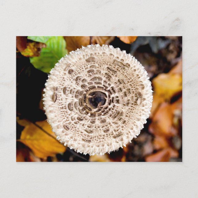 Mushroom Vykort (Framsida)