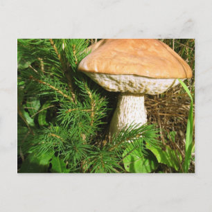 Mushroom Vykort