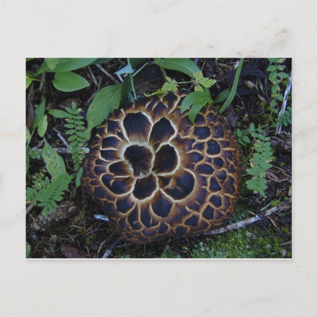 Mushroom vykort (Framsida)