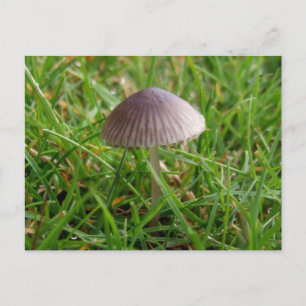 Mushroom-vykort Vykort