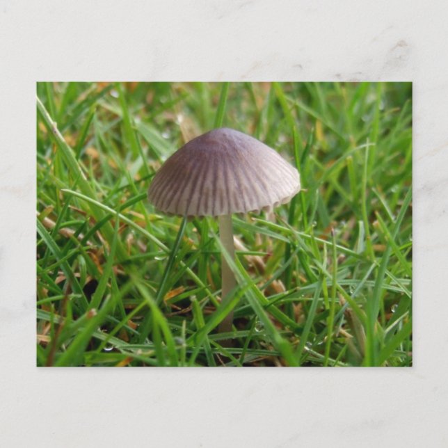 Mushroom-vykort Vykort (Framsida)