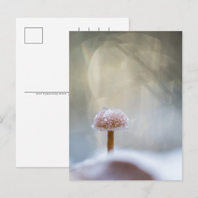 Mushroom Winter Photo Helg Vykort (Fram/baksida)