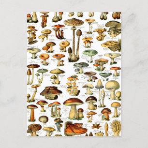 MUSHROOMER 4 VYKORT