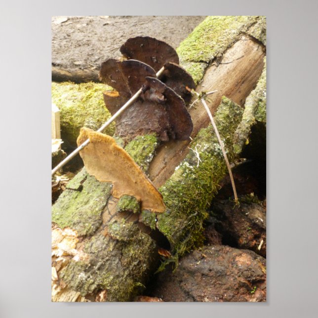 MUSHROOMS BIG ISLAND HAWAII POSTER (Framsidan)