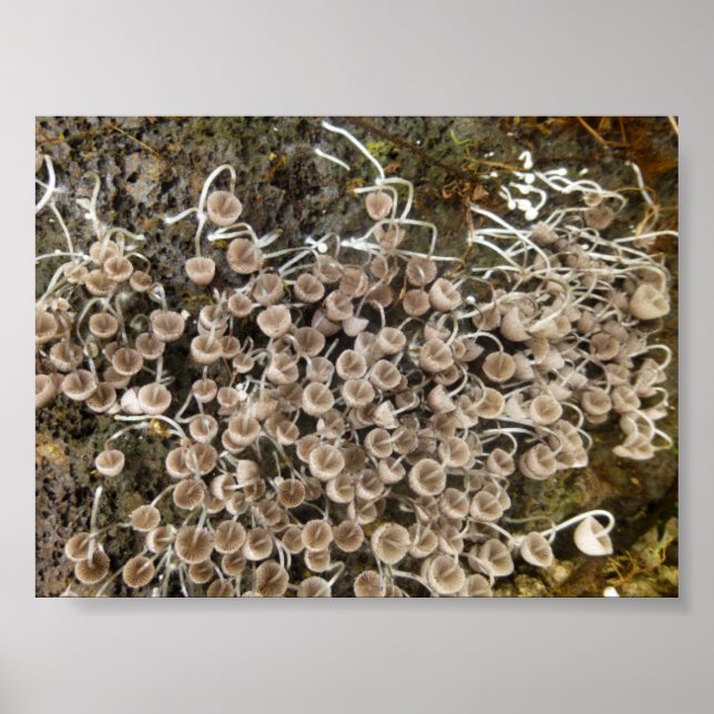 MUSHROOMS BIG ISLAND HAWAII POSTER (Framsidan)