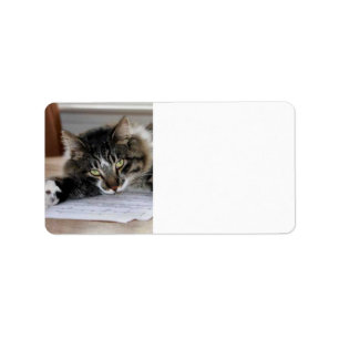 Musical Cat Adressetiketters Adressetikett