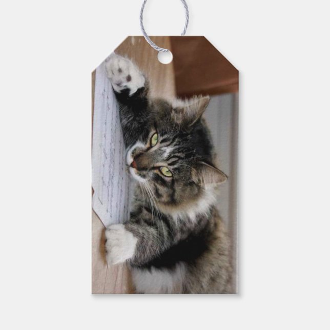 Musical Cat Gift-Märkre Presentetikett (Framsidan)