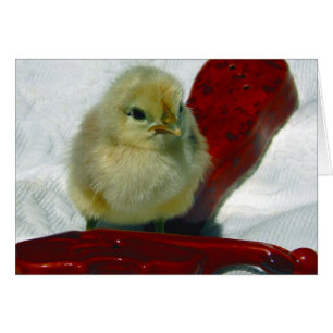 Musical Chick Hälsningskort