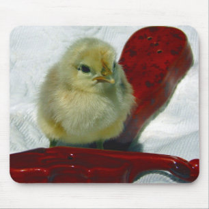 Musical Chick Musmatta
