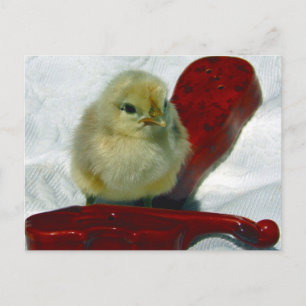 Musical Chick Vykort