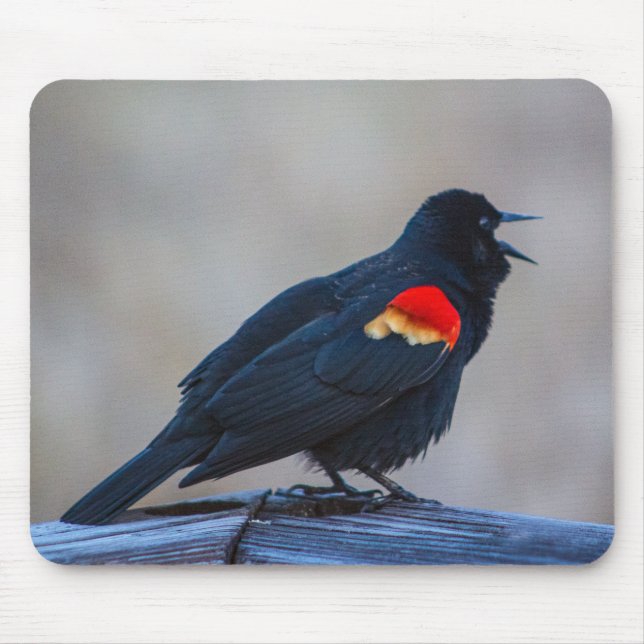 Musical Redwing Blackbird i en marsch Musmatta (Framsidan)