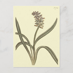 Musk Grape Hyacinth Botanical Illustration Vykort