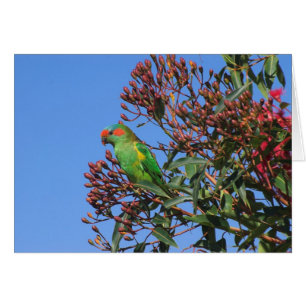 Musk Lorikeet OBS Kort