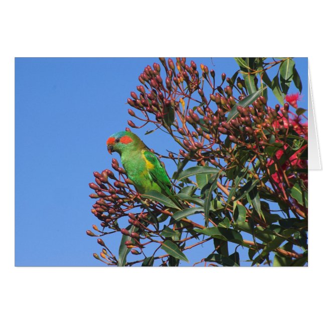 Musk Lorikeet OBS Kort (Framsidan Horizontal)