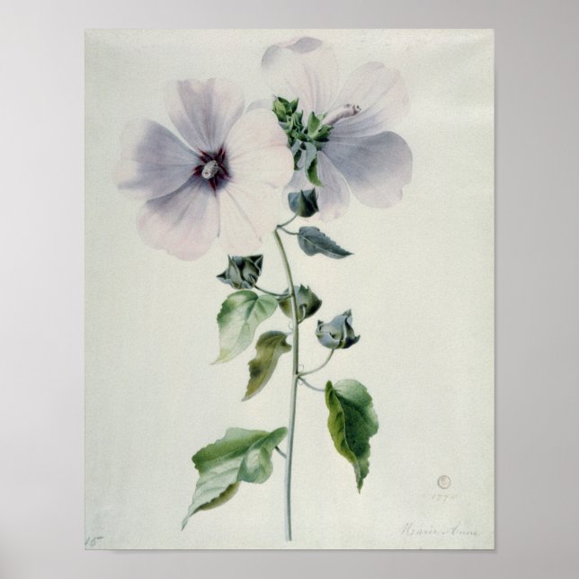 Musk Mallow, 1700-talet Poster (Framsidan)