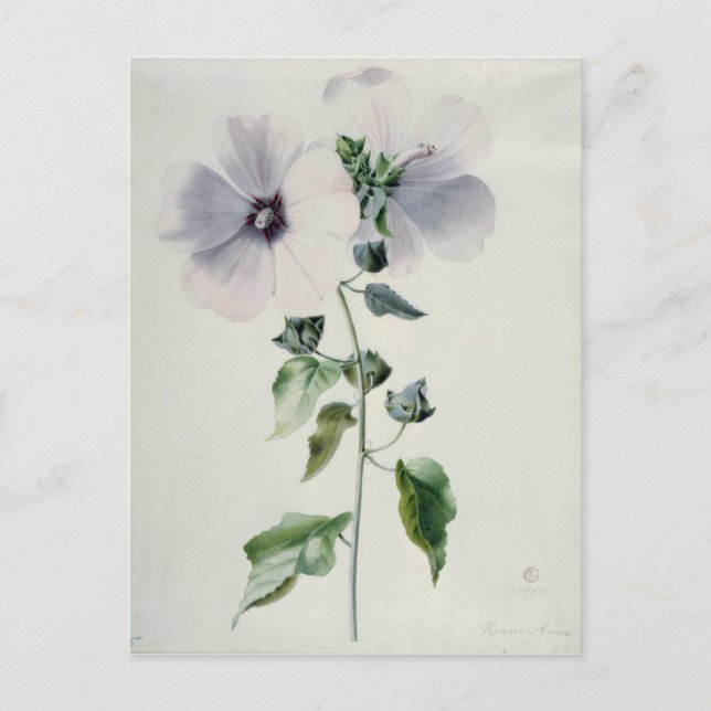 Musk Mallow, 1700-talet Vykort (Framsida)