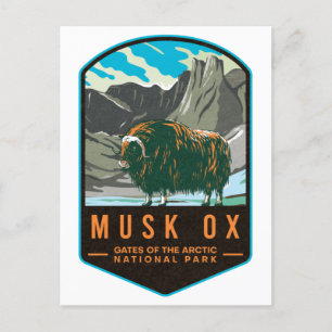 Musk Ox Grind i Arktis nationalpark Vykort