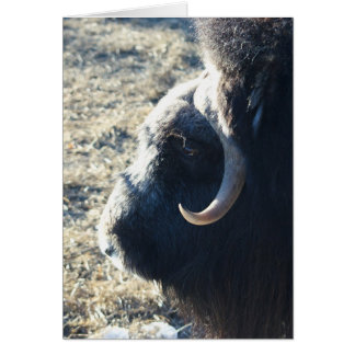 Musk Ox Hälsningskort
