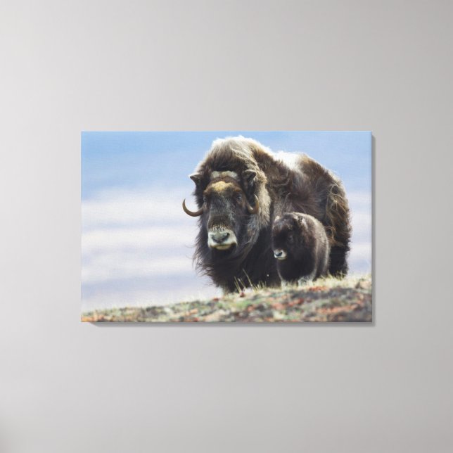 Musk Ox med Calf Canvastryck (Framsida)