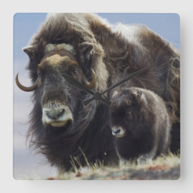 Musk Ox med Calf Fyrkantig Klocka (Framsida)