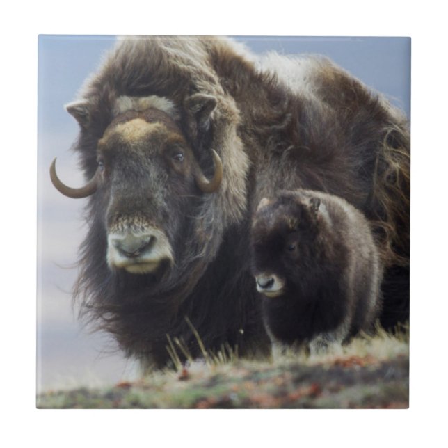 Musk Ox med Calf Kakelplatta (Framsidan)