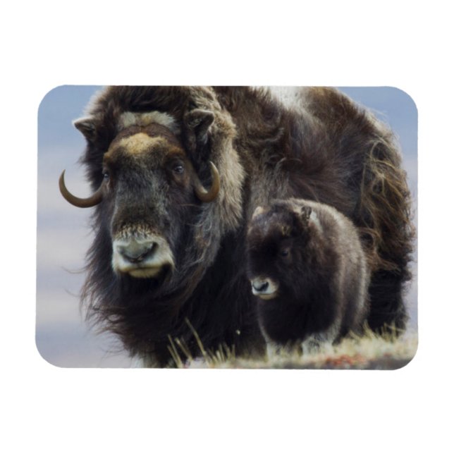 Musk Ox med Calf Magnet (Horisontell)