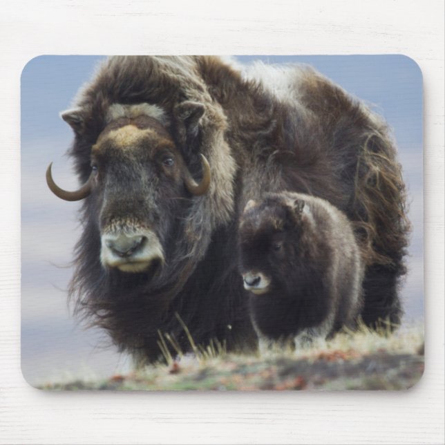 Musk Ox med Calf Musmatta (Framsidan)
